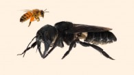 The Wallace’s giant bee (Megachile pluto). Image credit: Clay Bolt.
