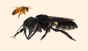 The Wallace’s giant bee (Megachile pluto). Image credit: Clay Bolt.