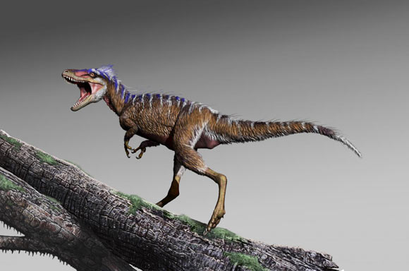 Moros intrepidus. Image credit: Jorge Gonzalez.