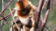 A mother is simultaneously suckling two infants in the same social unit. Image credit: Zuofu Xiang.
