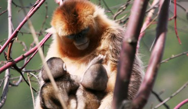 A mother is simultaneously suckling two infants in the same social unit. Image credit: Zuofu Xiang.