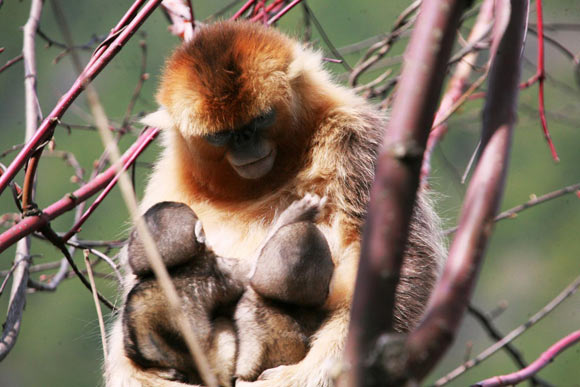 A mother is simultaneously suckling two infants in the same social unit. Image credit: Zuofu Xiang.