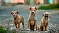 In a sample of 1,681 dogs, Chopik & Weaver found reliable age differences in dog personality.