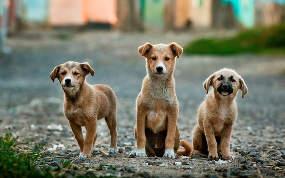 In a sample of 1,681 dogs, Chopik & Weaver found reliable age differences in dog personality.