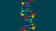 This illustration shows the structure of hachimoji DNA, which uses the four informational ingredients of regular DNA (green, red, blue, yellow) in addition to four new ones (cyan, pink, purple, orange). Image credit: Indiana University School of Medicine.
