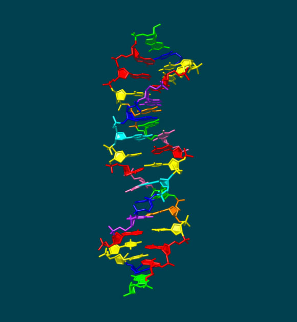 This illustration shows the structure of hachimoji DNA, which uses the four informational ingredients of regular DNA (green, red, blue, yellow) in addition to four new ones (cyan, pink, purple, orange). Image credit: Indiana University School of Medicine.