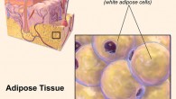 Christou et al conducted the first ever analysis of circadian rhythms in human fat taken from people isolated from daily environmental changes. Image credit: Bruce Blaus, Blausen.com / CC BY 3.0.