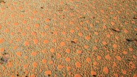 Fairy circles seen from the air. Image credit: Stephan Getzin.