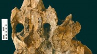 The skull of Culebratherium alemani. Image credit: Aaron Wood.
