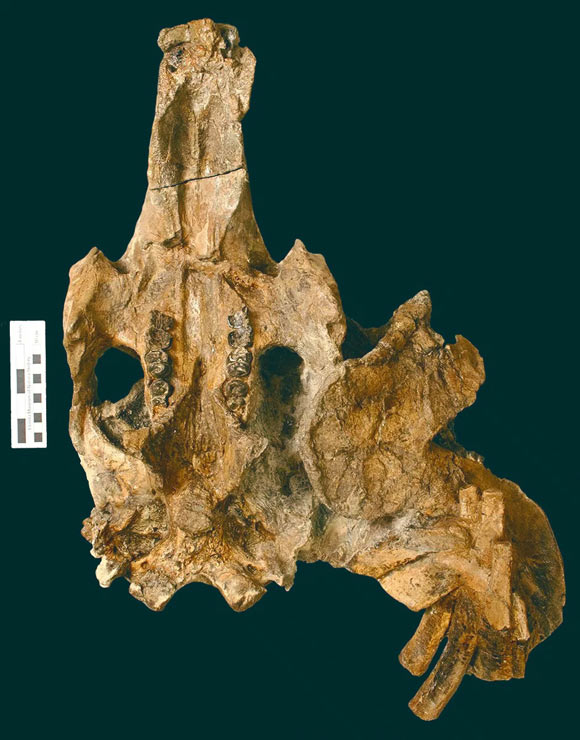 The skull of Culebratherium alemani. Image credit: Aaron Wood.