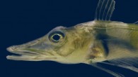 The Antarctic blackfin icefish (Chaenocephalus aceratus). Image credit: Thomas Desvignes.