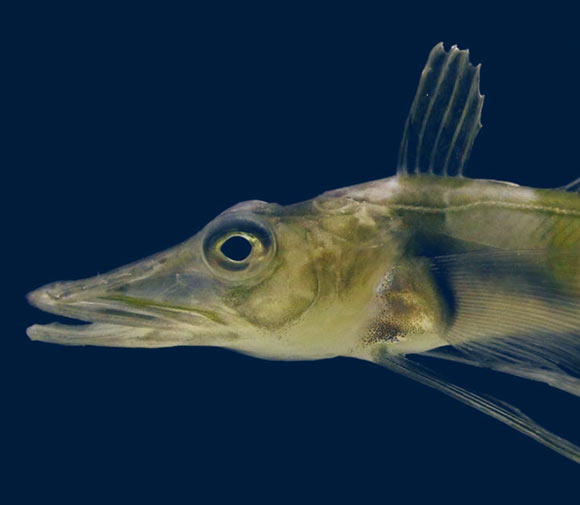 The Antarctic blackfin icefish (Chaenocephalus aceratus). Image credit: Thomas Desvignes.