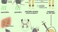 Injectable photoreceptor-binding nanoparticles with the ability to convert photons from low-energy to high-energy forms allow mice to develop infrared vision without compromising their normal vision and associated behavioral responses. Image credit: Ma et al, doi: 10.1016/j.cell.2019.01.038.