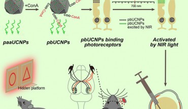 Injectable photoreceptor-binding nanoparticles with the ability to convert photons from low-energy to high-energy forms allow mice to develop infrared vision without compromising their normal vision and associated behavioral responses. Image credit: Ma et al, doi: 10.1016/j.cell.2019.01.038.