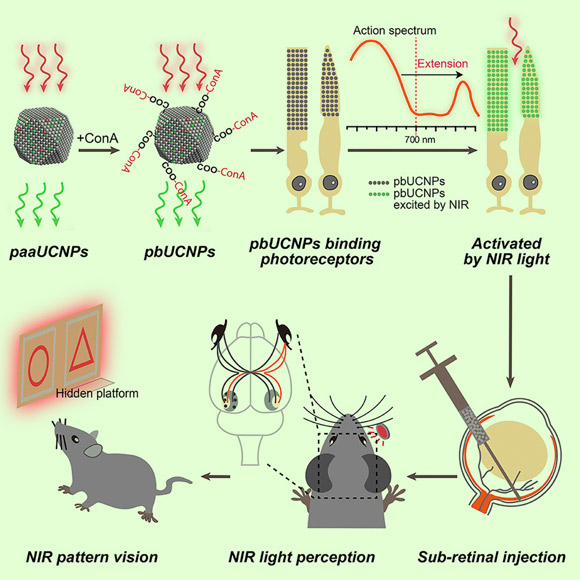 Injectable photoreceptor-binding nanoparticles with the ability to convert photons from low-energy to high-energy forms allow mice to develop infrared vision without compromising their normal vision and associated behavioral responses. Image credit: Ma et al, doi: 10.1016/j.cell.2019.01.038.