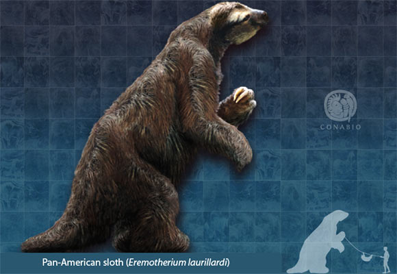 The Pan-American sloth (Eremotherium laurillardi). Image credit: Sergio de la Rosa / CONABIO / CC BY-SA 4.0.