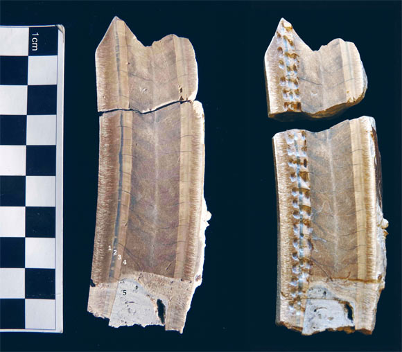 Left: teeth of the Pan-American sloth (Eremotherium laurillardi) are composed of two cusps (i.e., bilophodont), are ever-growing (i.e., hypselodont) and self-sharpening, and are made of mineralized dental tissue types that are softer than enamel; numbers indicate the cementum (1), outer orthodentin (2), inner orthodentin (3), vasodentin (4), and carbonate concretion (5). Right: the location of isotope samples along the growth access of the tooth. Image credit: Jean T. Larmon & Stanley Ambrose, University of Illinois at Urbana-Champaign.