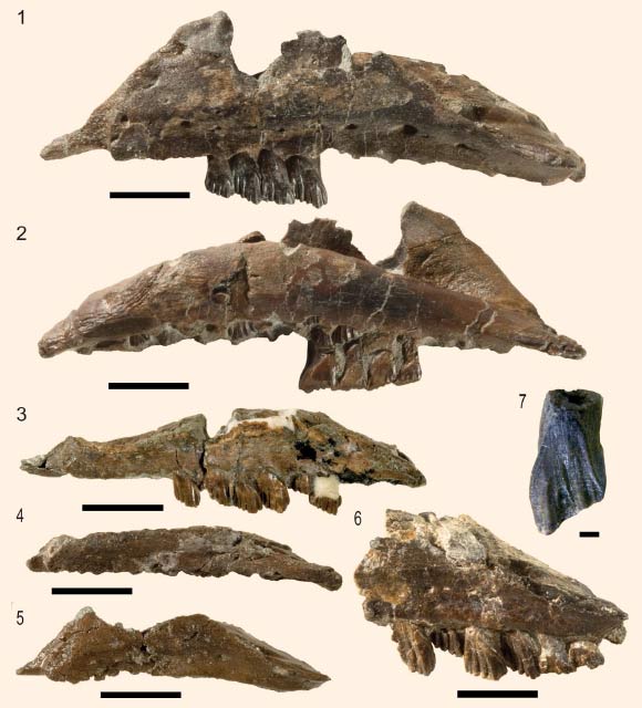 Specimens of Galleonosaurus dorisae from the Flat Rocks Sandstone in the upper Barremian, Wonthaggi Formation, Gippsland Basin, southeastern Australia. Scale bars - 10 mm (1-6); 1 mm (7). Image credit: Herne et al, doi: 10.1017/jpa.2018.95.