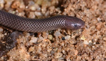 The Branch’s stiletto snake (Atractaspis branchi) in its natural habitat. Image credit: Mark-Oliver Rödel.
