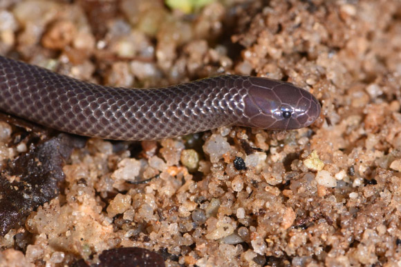 The Branch’s stiletto snake (Atractaspis branchi) in its natural habitat. Image credit: Mark-Oliver Rödel.