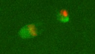 Yamagata et al succeeded in observing the signs of the biological activity of 28,140-year-old mammoth nuclei in mouse oocytes. In this image, proteins that form chromosomes (red) and proteins that form dividing spindles (green) gather around a mammoth cell nucleus (upper right) in the mouse oocyte. Image credit: Yamagata et al, doi: 10.1038/s41598-019-40546-1.