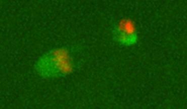 Yamagata et al succeeded in observing the signs of the biological activity of 28,140-year-old mammoth nuclei in mouse oocytes. In this image, proteins that form chromosomes (red) and proteins that form dividing spindles (green) gather around a mammoth cell nucleus (upper right) in the mouse oocyte. Image credit: Yamagata et al, doi: 10.1038/s41598-019-40546-1.