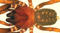 Stormtropis muisca, male. Image credit: Perafán et al, doi: 10.3897/zookeys.830.31433.
