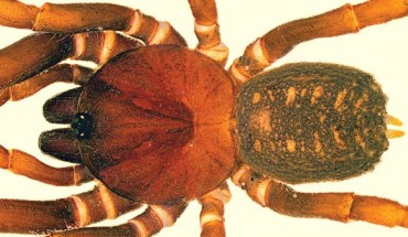 Stormtropis muisca, male. Image credit: Perafán et al, doi: 10.3897/zookeys.830.31433.