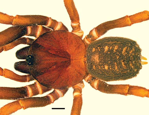 Stormtropis muisca, male. Image credit: Perafán et al, doi: 10.3897/zookeys.830.31433.
