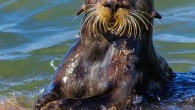 A wild sea otter at Bennett Slough Culverts opening mussels using a stone. Image credit: Haslam et al, doi: 10.1038/s41598-019-39902-y.
