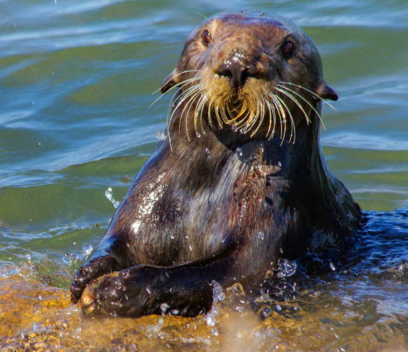 A wild sea otter at Bennett Slough Culverts opening mussels using a stone. Image credit: Haslam et al, doi: 10.1038/s41598-019-39902-y.