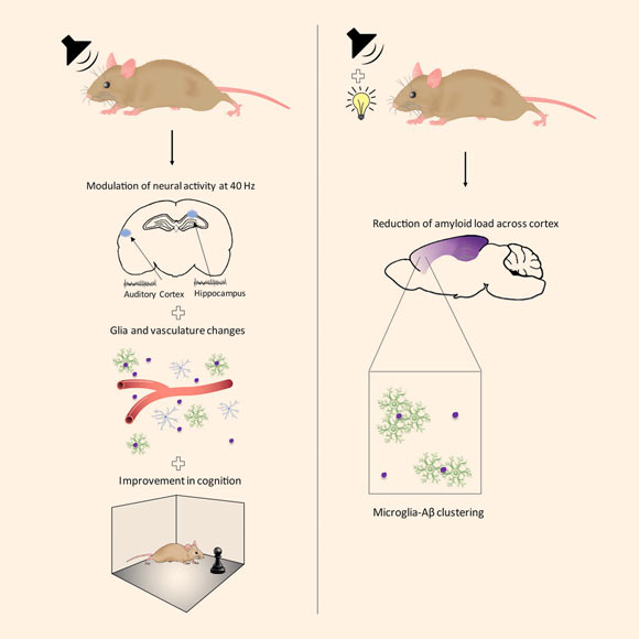 Auditory stimulation combined with light-induced gamma oscillations in the hippocampus and auditory cortex regions of the brain reduces amyloid levels and improves memory in animal models of Alzheimer’s disease. Image credit: Martorell et al, doi: 10.1016/j.cell.2019.02.014.