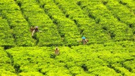 Green tea polyphenols have the potential to improve skeletal muscle metabolism in obese mice by improving glucose homeostasis, reducing lipid peroxidation, and increasing rate limiting enzymes of oxidative phosphorylation. Image credit: Andi Ketaren.