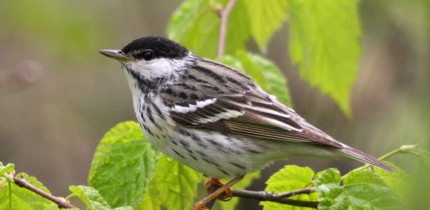 The blackpoll warbler (Setophaga striata). Image credit: Simon Pierre Barrette / CC BY-SA 3.0.
