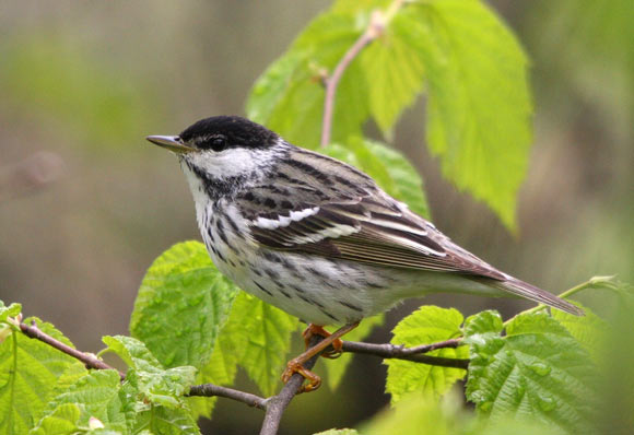 The blackpoll warbler (Setophaga striata). Image credit: Simon Pierre Barrette / CC BY-SA 3.0.