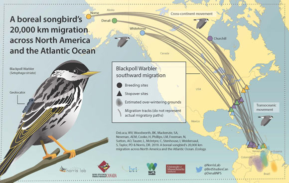 DeLuca et al deployed tiny geolocation devices with a 12-month battery life on male blackpoll warblers at four locations: Churchill, Manitoba; Whitehorse, Yukon Territory; Denali National Park and Nome, both in Alaska. Image credit: UMass Amherst / University of Guelph.