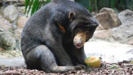 The sun bear (Helarctos malayanus) at Alma Park Zoo, Brisbane, Australia. Image credit: Andrew Napier / CC BY 2.0.