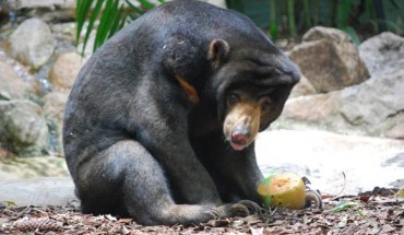 The sun bear (Helarctos malayanus) at Alma Park Zoo, Brisbane, Australia. Image credit: Andrew Napier / CC BY 2.0.