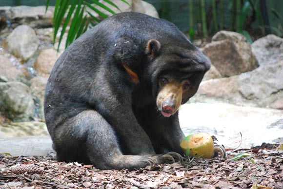 The sun bear (Helarctos malayanus) at Alma Park Zoo, Brisbane, Australia. Image credit: Andrew Napier / CC BY 2.0.