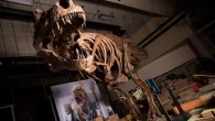 Scotty is the largest dinosaur skeleton ever found in Canada. Image credit: Amanda Kelley.