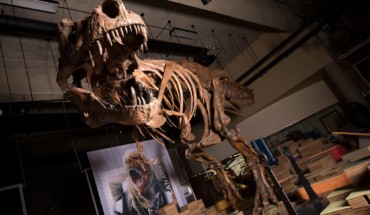 Scotty is the largest dinosaur skeleton ever found in Canada. Image credit: Amanda Kelley.