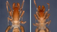 Male of Surazomus saturninoae: (A) lateral, (B) dorsal and (C) ventral views. Image credit: G.R.S. Ruiz & R.M. Valente, doi: 10.1371/journal.pone.0213268.