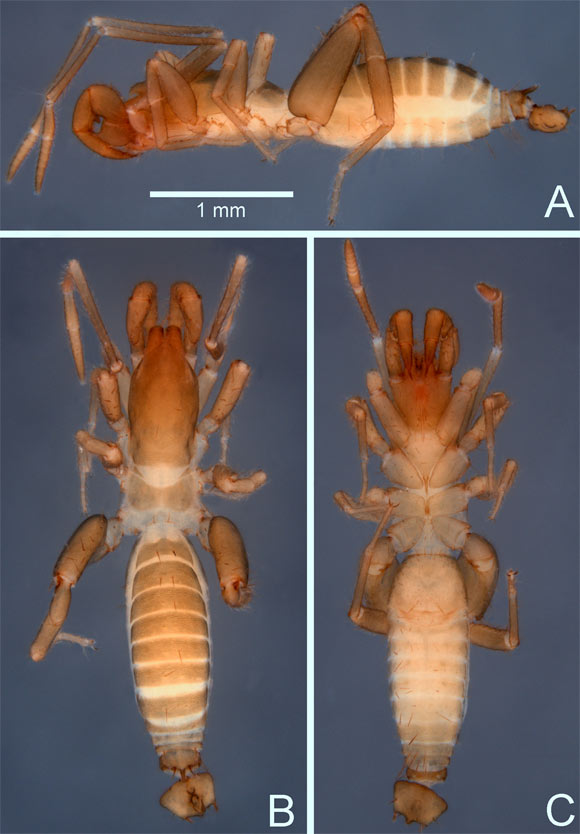 Male of Surazomus saturninoae: (A) lateral, (B) dorsal and (C) ventral views. Image credit: G.R.S. Ruiz & R.M. Valente, doi: 10.1371/journal.pone.0213268.