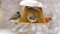 A dark-eyed junco, an American goldfinch, and a house finch feed on sunflower seeds on a snowy day. Image credit: Cynthia Raught.