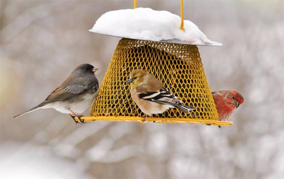 A dark-eyed junco, an American goldfinch, and a house finch feed on sunflower seeds on a snowy day. Image credit: Cynthia Raught.