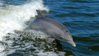Davis et al detected BMAA in the cerebral cortex of stranded dolphins; they also report Alzheimer-like neurodegenerative changes in the brains of dolphins containing BMAA. Image credit: NASA.