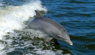 Davis et al detected BMAA in the cerebral cortex of stranded dolphins; they also report Alzheimer-like neurodegenerative changes in the brains of dolphins containing BMAA. Image credit: NASA.