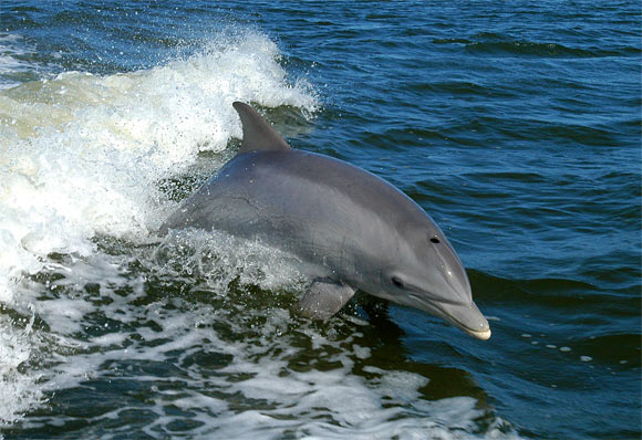 Davis et al detected BMAA in the cerebral cortex of stranded dolphins; they also report Alzheimer-like neurodegenerative changes in the brains of dolphins containing BMAA. Image credit: NASA.