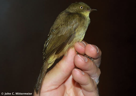 The cream-eyed bulbul (Pycnonotus pseudosimplex) in Lambir Hills National Park, Miri Division, Sarawak, Malaysia. Image credit: John C. Mittermeier / Shakya et al, doi: 10.25226/bboc.v139i1.2019.a3.