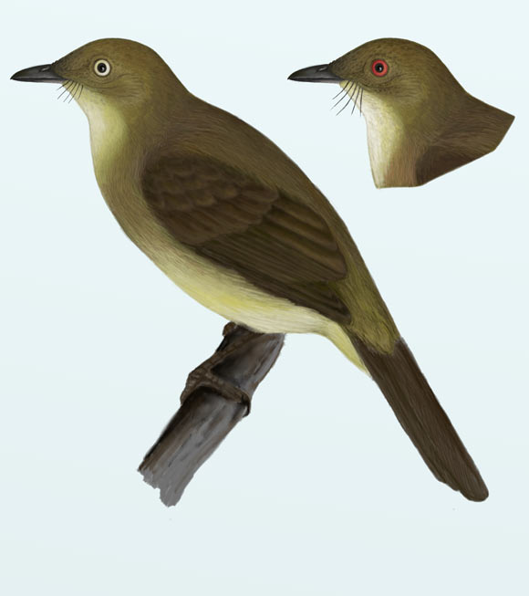 The cream-eyed bulbul (Pycnonotus pseudosimplex). Image credit: Subir Shakya, Louisiana State University.